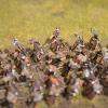 Roman Legion on  the marche 1/72